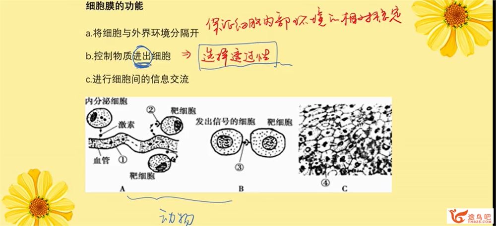 周芳煜高一生物细胞膜-系统的边界课程视频百度云下载